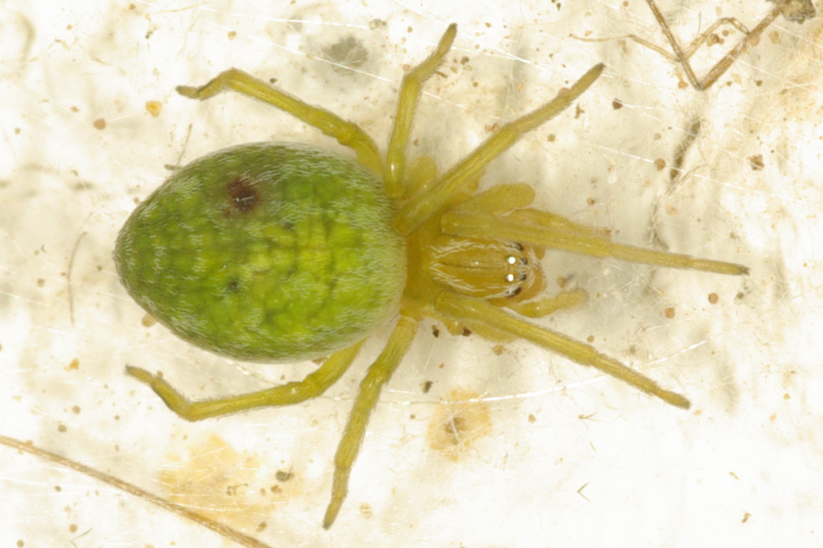 Nigma walckenaeri