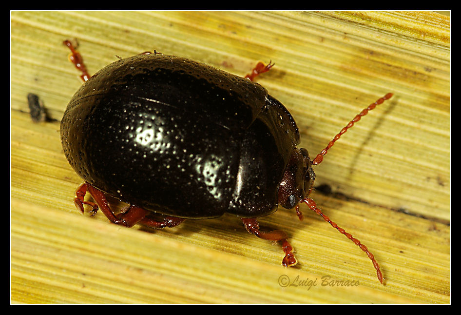 Chrysolina bankii