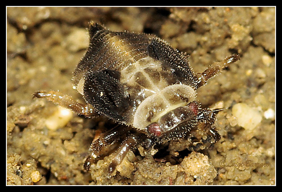 Omotteri simbionti delle formiche...ninfe di Tettigometridae