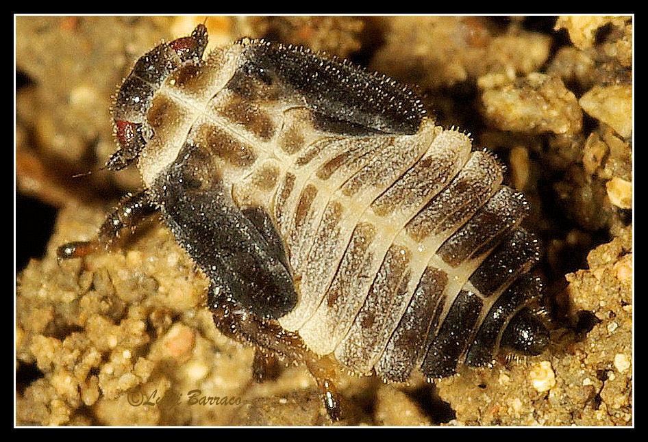 Omotteri simbionti delle formiche...ninfe di Tettigometridae