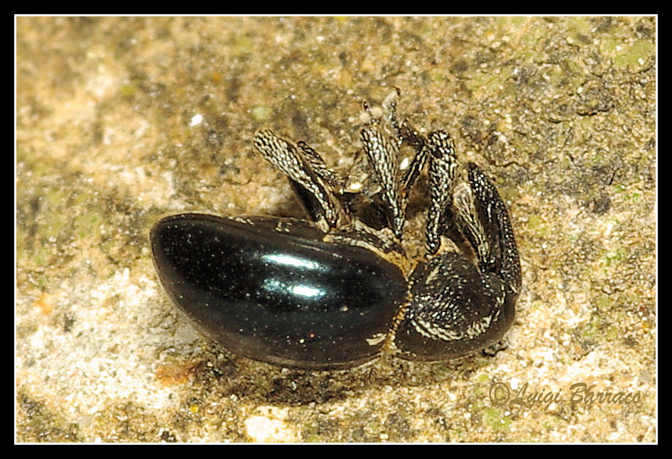 Minuscolo curculionide: Smicronyx (Chalybodontus) cyaneus