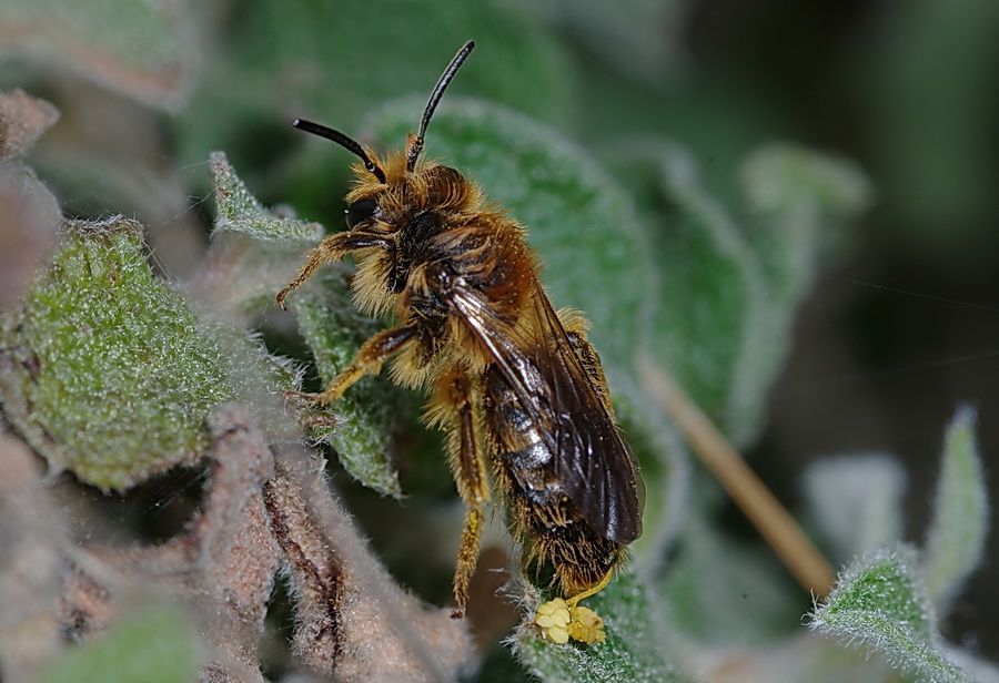 imenottero impollinato: Apidae Halictinae con stami di orchidea