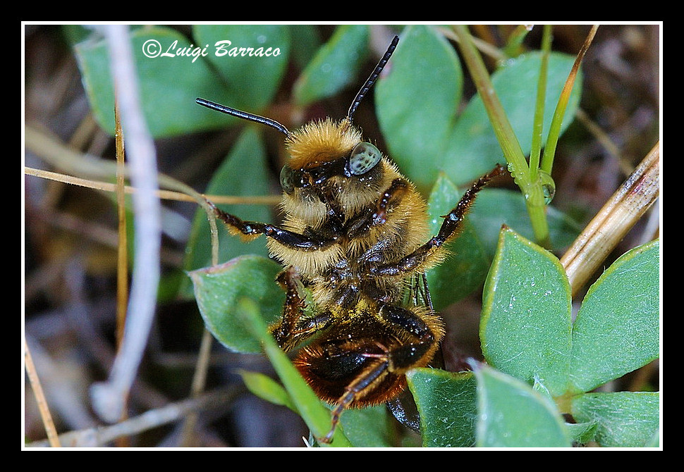 Imenotteri ubriachi (volo incerto e scoordinato)