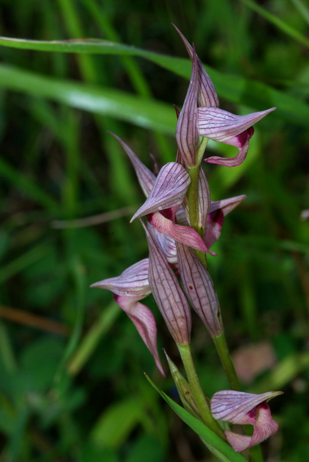 Serapias lingua