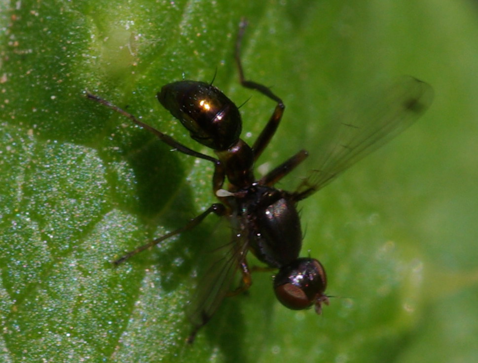 Dittero sbandieratore?  Sepsis cf. punctum.