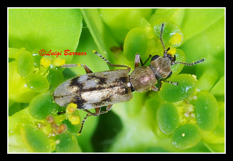 Dasytidae minuscolo: Danacea trinacriae