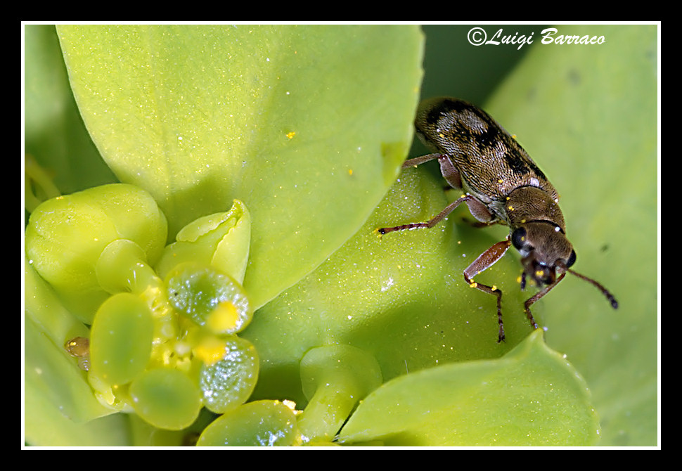 Dasytidae minuscolo: Danacea trinacriae