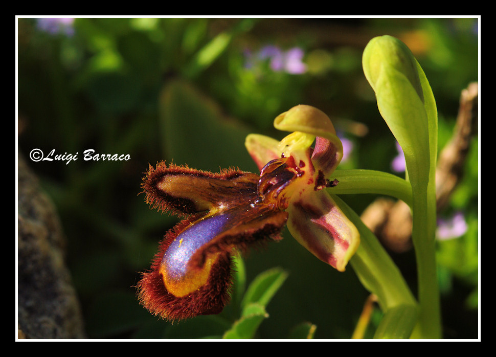 A caccia di orchidee sul Cofano!!!
