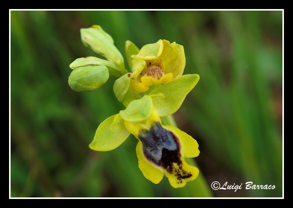 A caccia di orchidee sul Cofano!!!