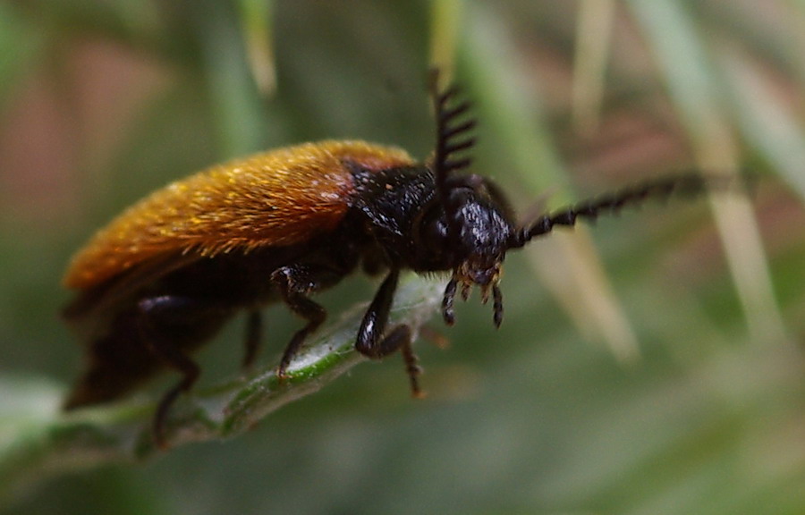 Drilus flavescens