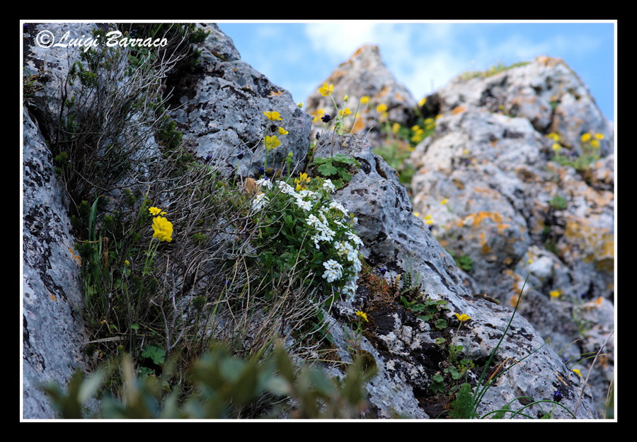 A caccia di orchidee sul Cofano!!!