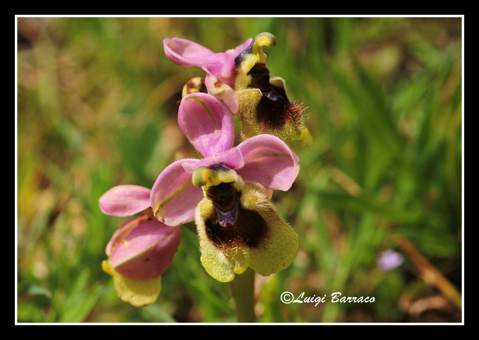 A caccia di orchidee sul Cofano!!!
