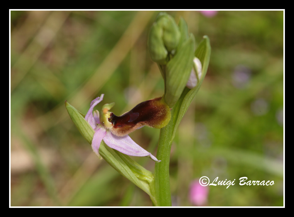 A caccia di orchidee sul Cofano!!!