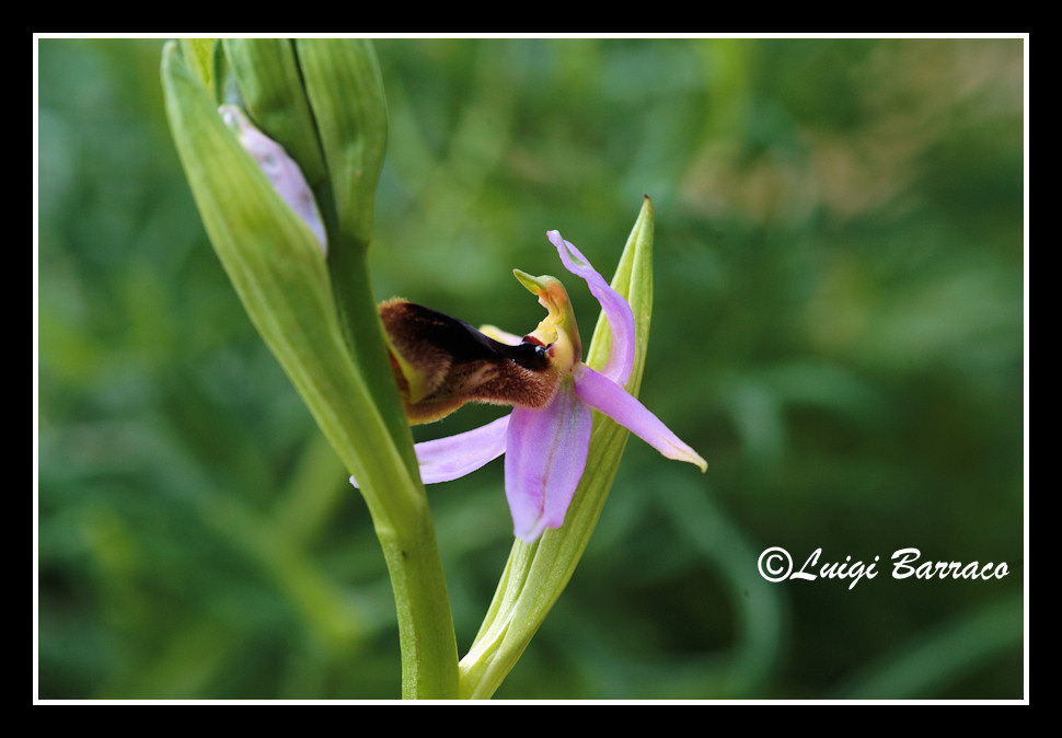 A caccia di orchidee sul Cofano!!!