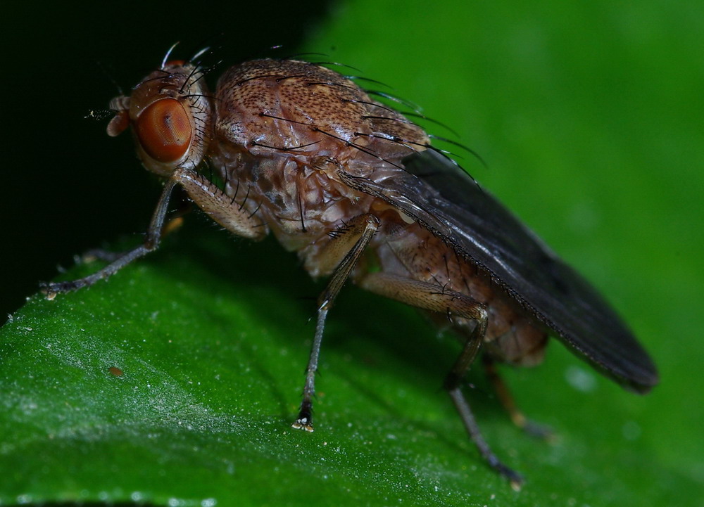 Heleomyzidae: Suillia sp.