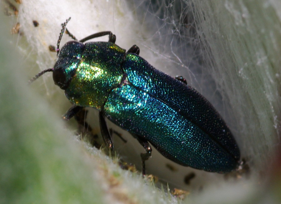 Buprestidae?