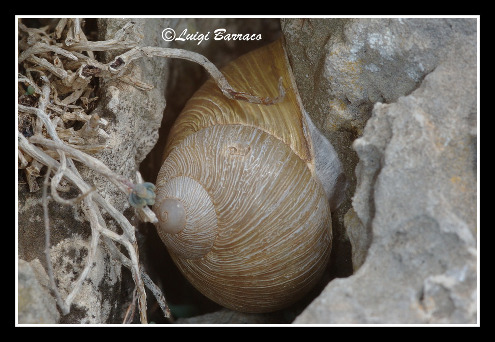 C.mazzulli
