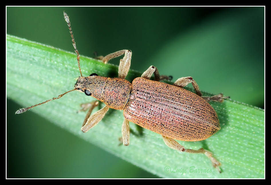 Curculionide sconosciuto: cfr Polydrusus