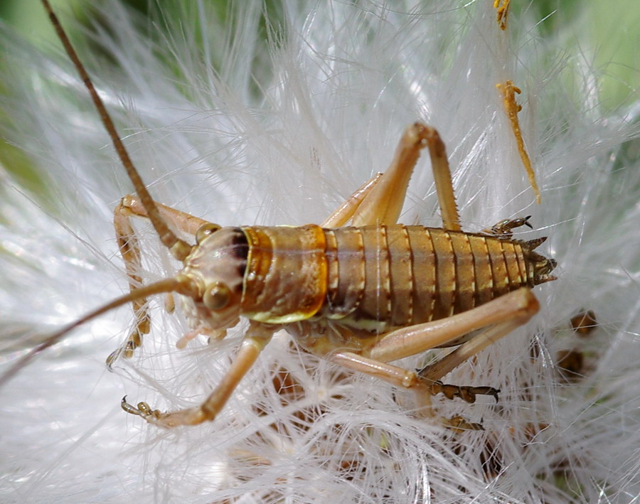 Neanide di Uromenus sp. (Bradyporidae)