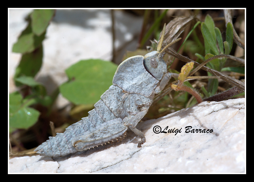 Pamphagidae: Pamphagus sardeus e Ocneridia nigropunctata