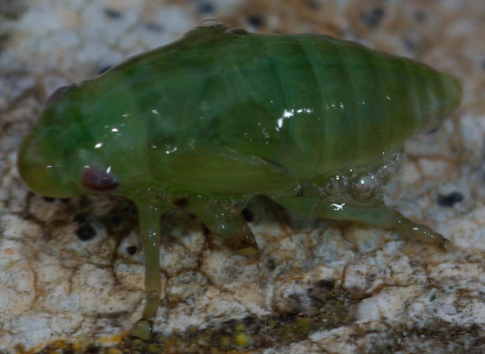 Ninfa di Aphrophoridae