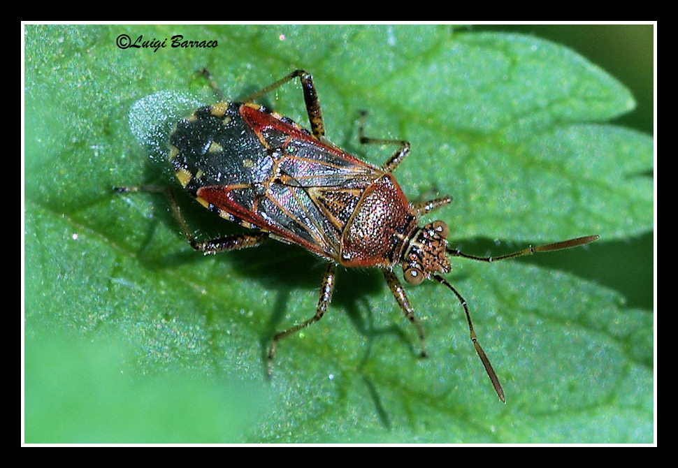 Rhopalidae: ovatura di Liorhyssus hyalinus