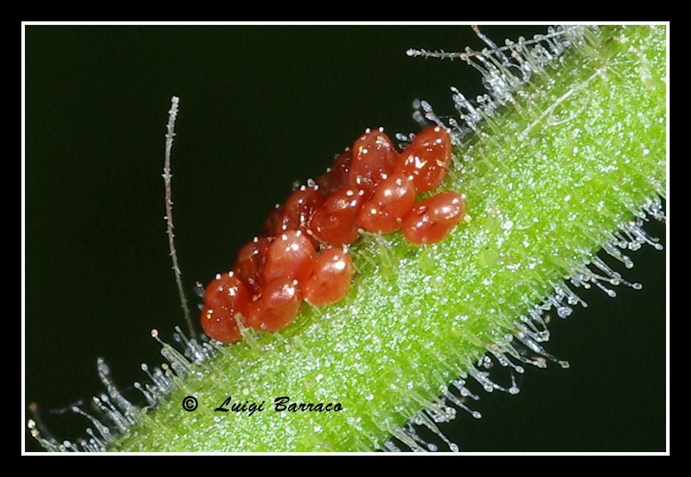 Rhopalidae: ovatura di Liorhyssus hyalinus