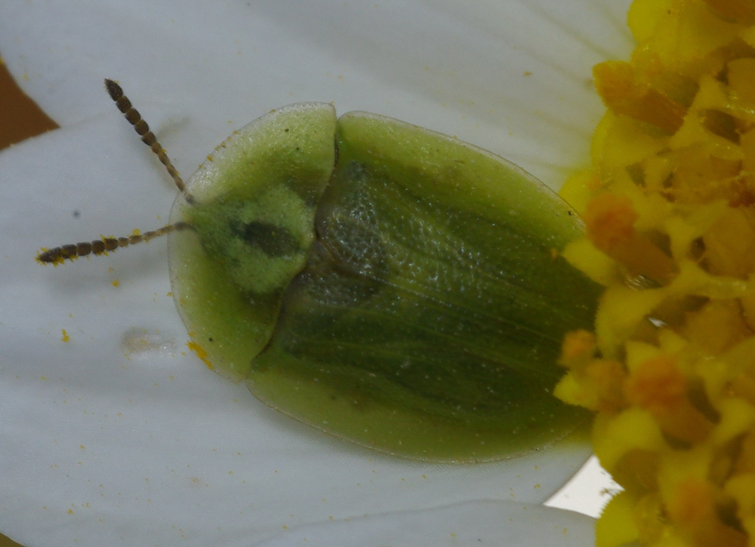 Cassida rubiginosa