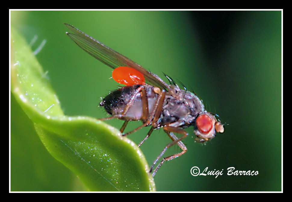 Scaptomyza sp. (Drosophilidae) con acaro.