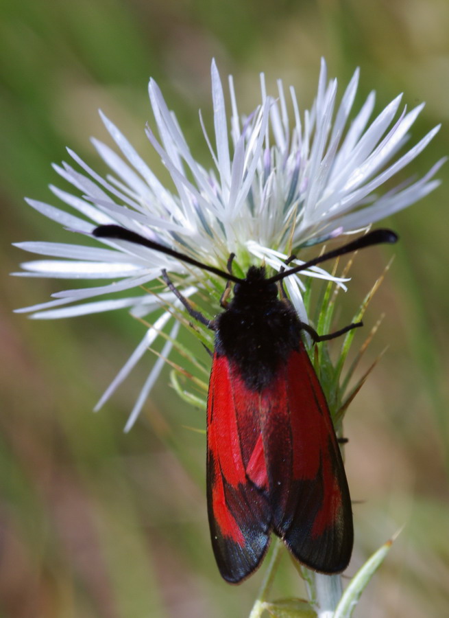 Zygaena erythrus fotografata ad Erice (TP)