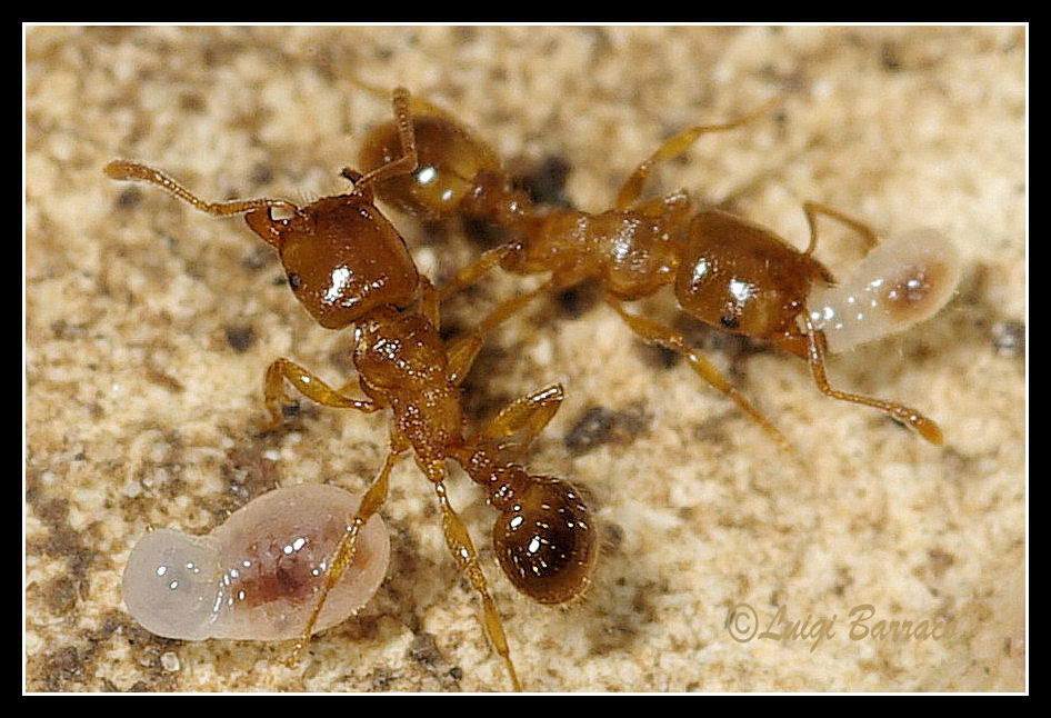 Tetramorium sp. (Formicidae)