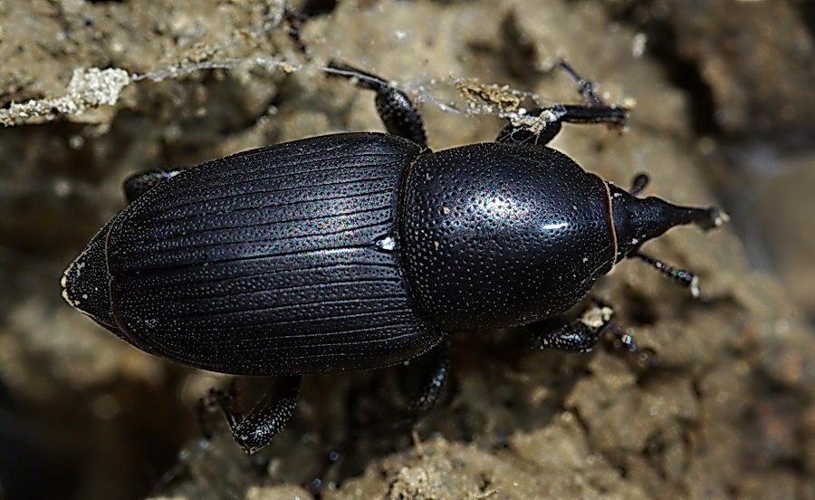 Sphenophorus abbreviatus del Trapanese