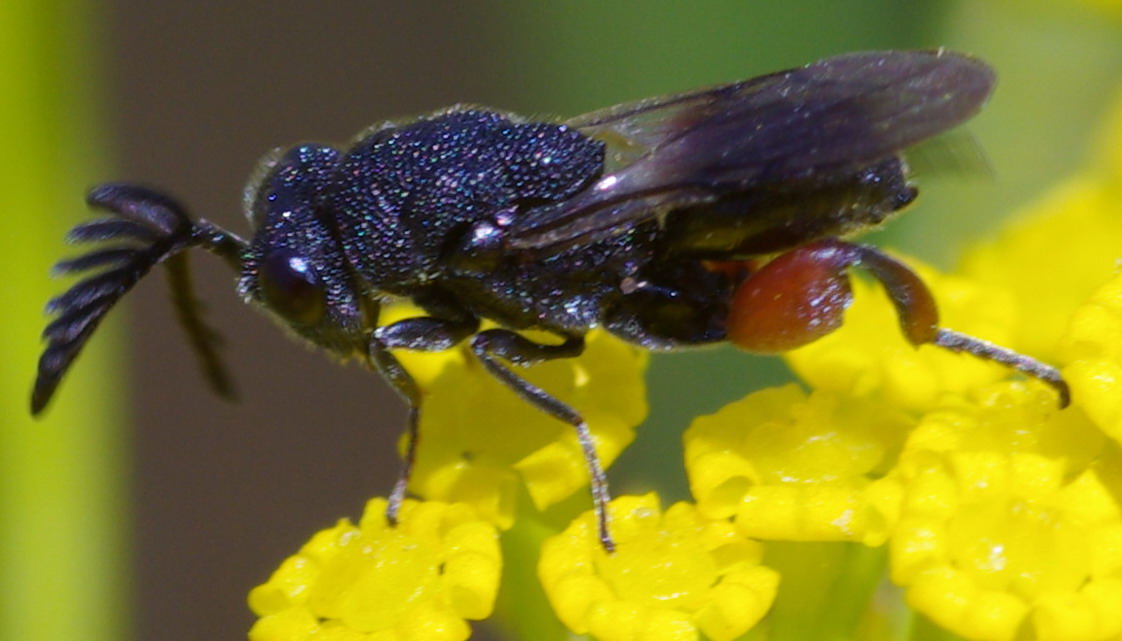 Imenottero dalle antenne piumate: Chirocera pectinicornis