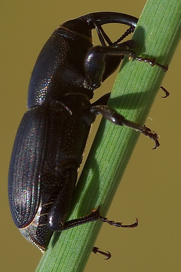 Sphenophorus abbreviatus del Trapanese
