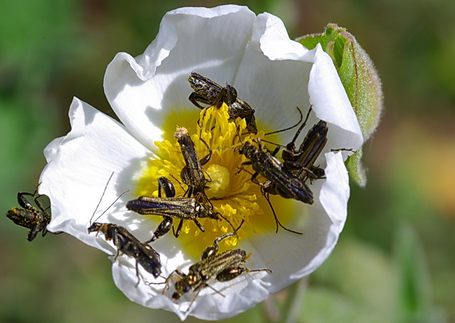 Oedemeridae del Trapanese