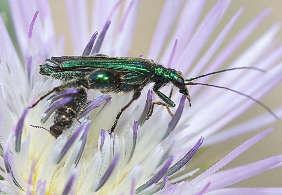 Oedemeridae del Trapanese