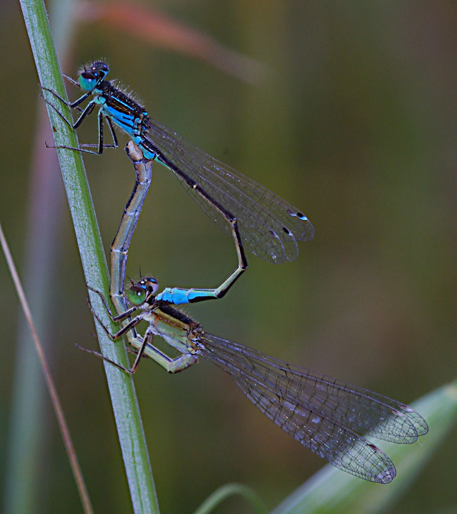 Coppia di Ischnura elegans, anzi no, Ischnura genei