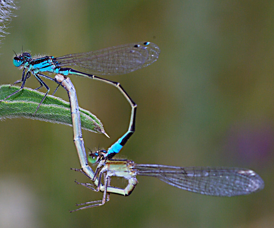 Coppia di Ischnura elegans, anzi no, Ischnura genei