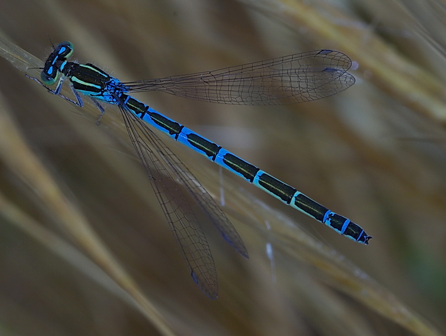 Gioiello turchese: Coenagrion scitulum a Paceco (TP)