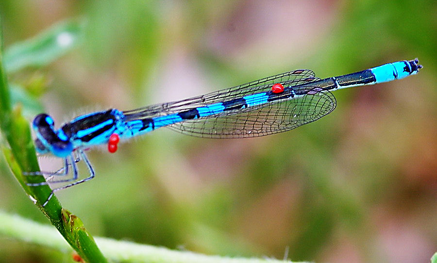 Gioiello turchese: Coenagrion scitulum a Paceco (TP)