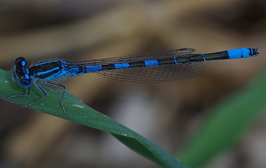 Gioiello turchese: Coenagrion scitulum a Paceco (TP)