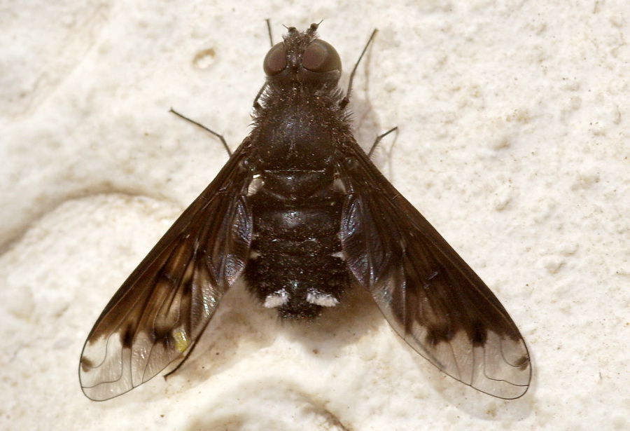 Anthrax anthrax (Bombylidae).