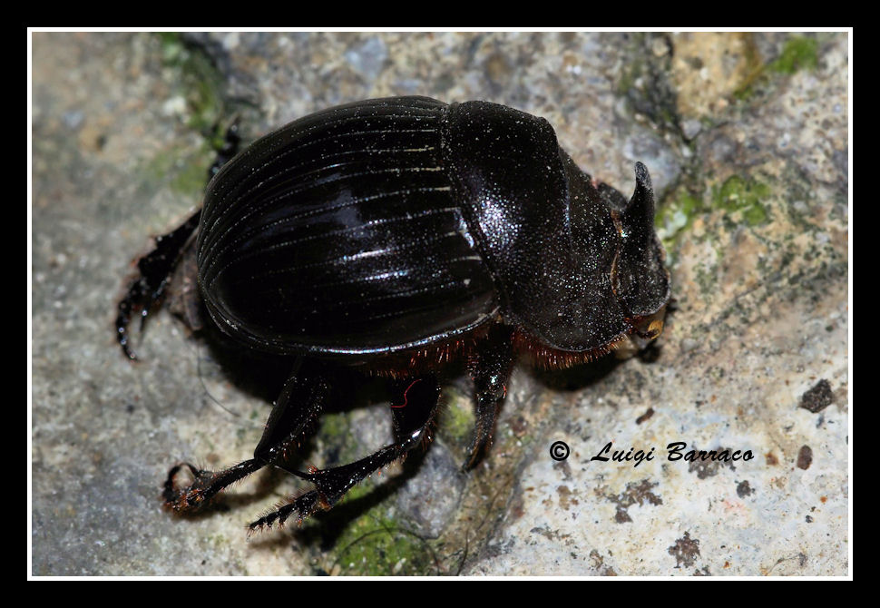 Copris hispanus cavolinii