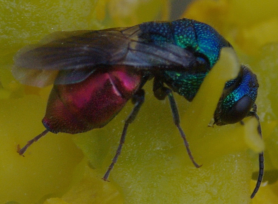 Chrysididae: Elampus sp.