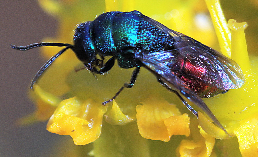 Chrysididae: Elampus sp.