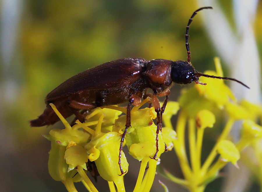 Cebrio melanocephalus