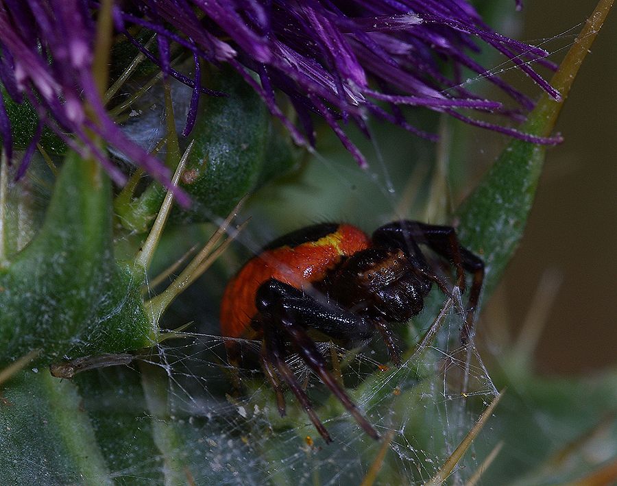 Synaema globosum