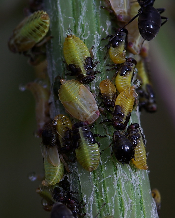 Omotteri da identificare (afidi e cicaline)