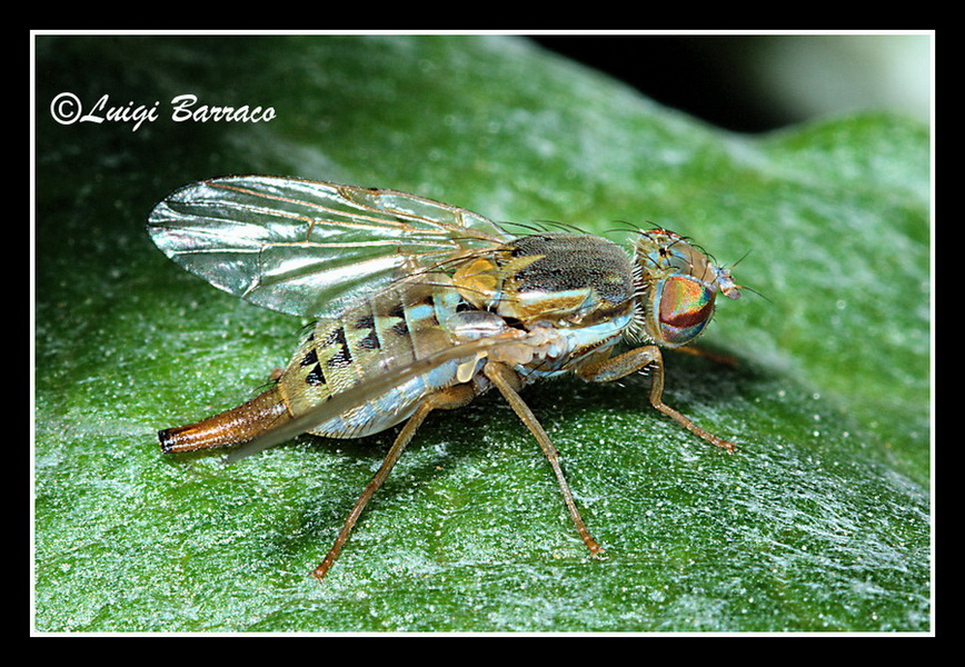 A me gli occhi: Terellia fuscicornis F (Tephritidae).