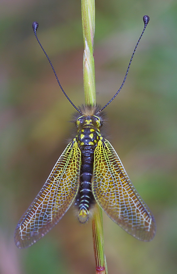 Libelloides siculus fra le salicornie